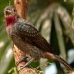 Sample of Spangled cotinga