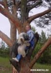 Sample 4 – Old english sheepdog