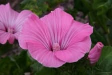 Sample 2 – Tree mallow