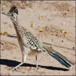 Sample 6 – Roadrunner
