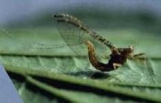 Sample 2 – Mayfly