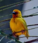 Sample 5 – Canary