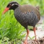 Sample 4 – Okinawa rail
