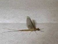 Sample 3 – Mayfly