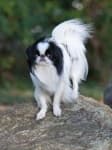 Sample 2 – Japanese spaniel
