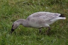 Sample 6 – Goose