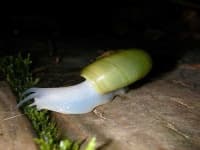Sample 6 – Snail