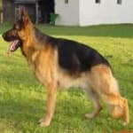 Sample 3 – German sheperd