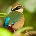 Sample 3 – Indian pitta