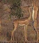 Sample 3 – Gerenuk