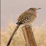 Sample 4 – Roadrunner