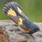 Sample 6 – American redstart
