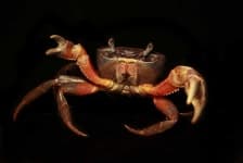 Sample 2 – Crab