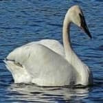 Sample 1 – Trumpter swan