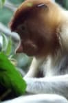 Sample 4 – Proboscis monkey