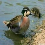 Sample 2 – Teal duck