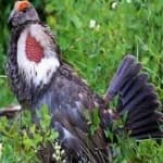 Sample 1 – Blue grouse