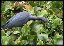Sample 5 – Little blue heron