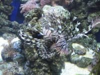 Sample 4 – Lionfish
