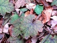 Sample 1 – Blotchy