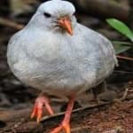 Sample 2 – Kagu