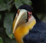 Sample 5 – Toucan