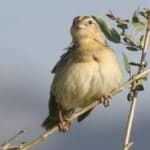 Sample 5 – Bobolink