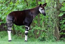 Sample 4 – Okapi
