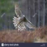 Sample 3 – Northern goshawk
