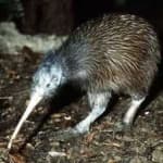 Sample 5 – Bird kiwi