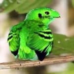 Sample 3 – Green broadbill