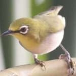 Sample 3 – Malagasy white eye