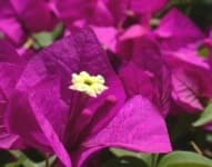 Sample 2 – Bougainvillea