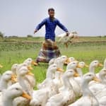 Sample 4 – Duck