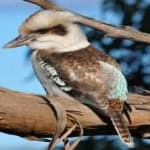 Sample 1 – Kookaburra
