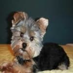 Sample of Yorkie