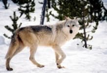 Sample 2 – Wolf