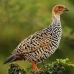 Sample 5 – Black francolin