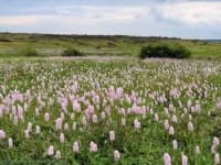 Sample 4 – Prairie