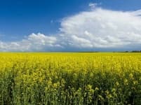 Sample 2 – Rapeseed