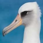Sample 6 – Albatross