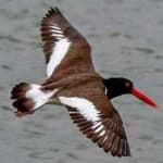 Sample 4 – Oyster catcher