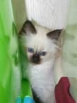 Sample 2 – Birman