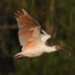 Sample 1 – Asian crested ibis