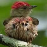 Sample of Stripped manakin