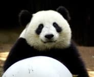 Sample 3 – Giant panda