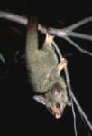 Sample 3 – Possum