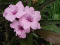 Sample 4 – Mexican petunia