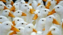 Sample 2 – Duck