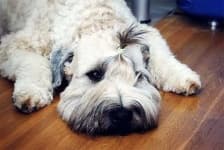 Sample 2 – Soft coated wheaten terrier